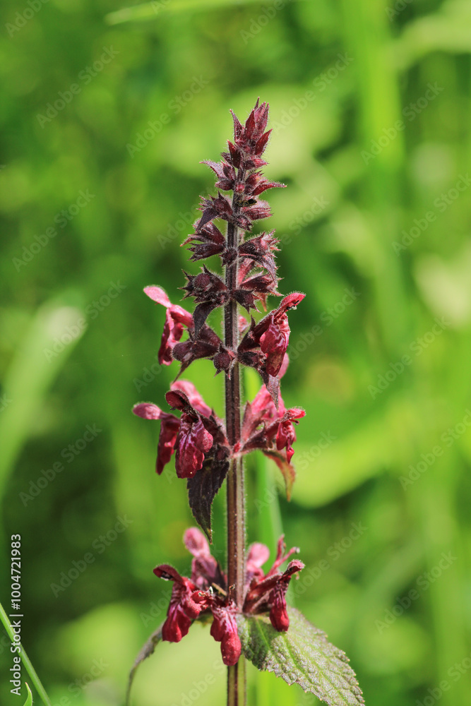 natural pink orchis militaris flower photo natural pink orchis militaris flower photo