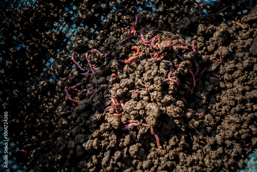 Close up views of processing organic vermicompost fertilizer.