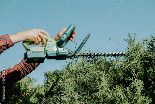 Photography Manš hand is cutting huja tree hedge