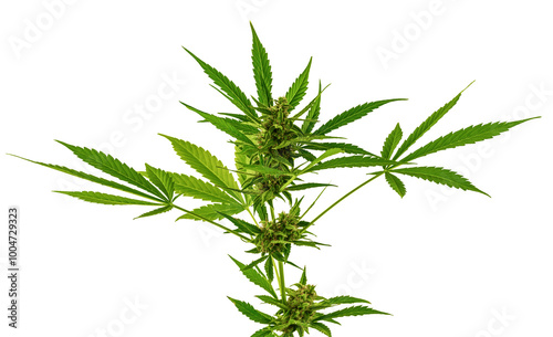 Growing marijuana in the pot, cannabis plants isolated on white background with clipping path.