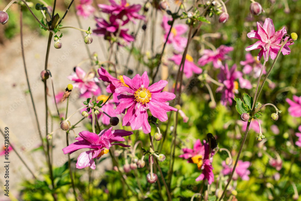 Anemone X Hybrida Rubra plant in Saint Gallen in Switzerland Anemone X Hybrida Rubra plant in Saint Gallen in Switzerland