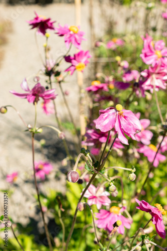 Anemone X Hybrida Rubra plant in Saint Gallen in Switzerland