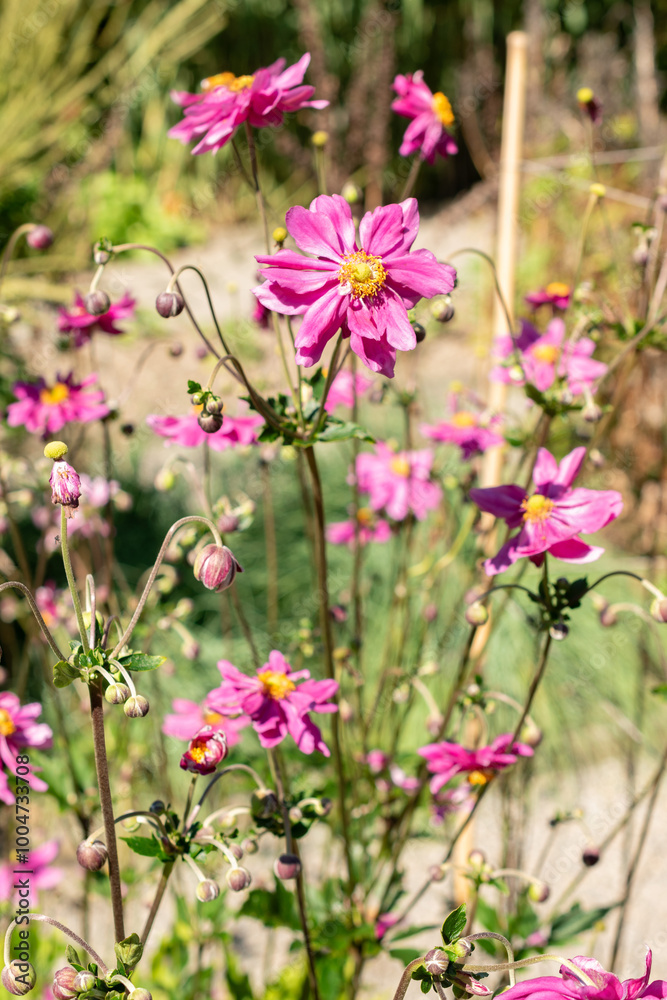 Anemone X Hybrida Rubra plant in Saint Gallen in Switzerland Anemone X Hybrida Rubra plant in Saint Gallen in Switzerland