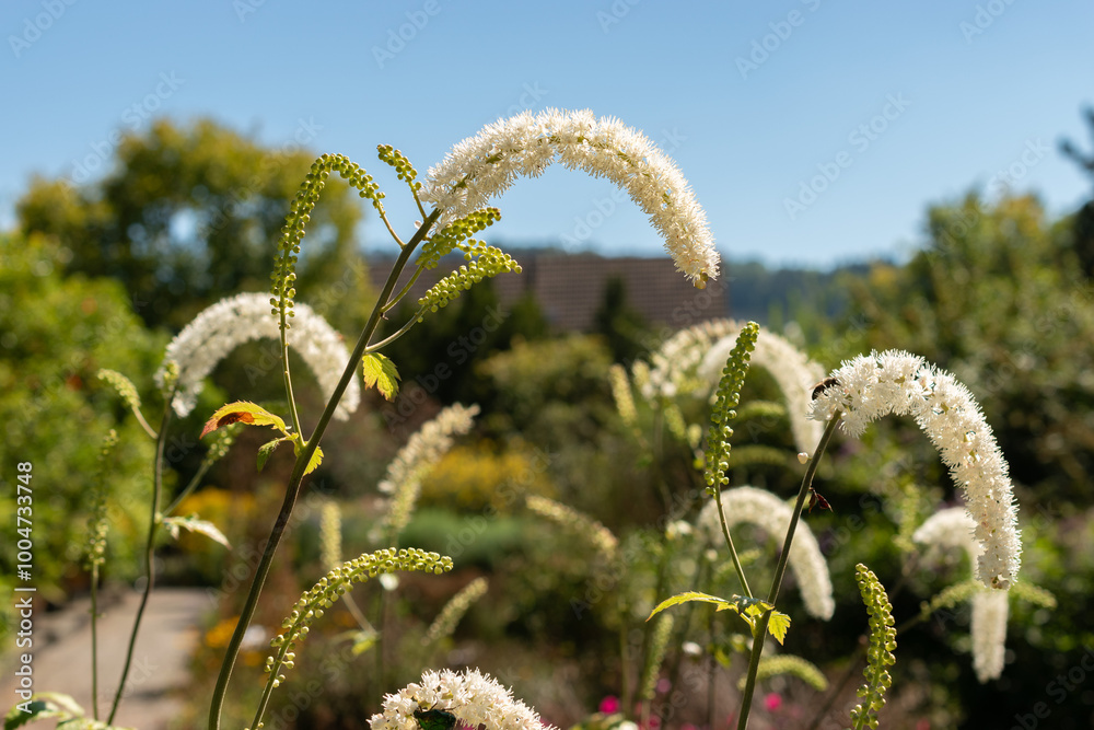 Black cohosh or Cimicifuga Racemosa plant in Saint Gallen in Switzerland Black cohosh or Cimicifuga Racemosa plant in Saint Gallen in Switzerland
