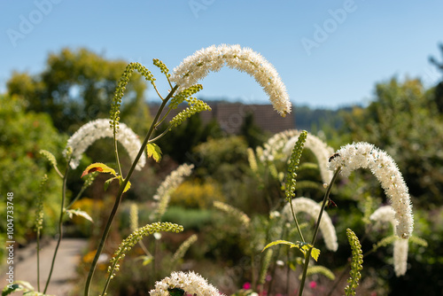 Black cohosh or Cimicifuga Racemosa plant in Saint Gallen in Switzerland