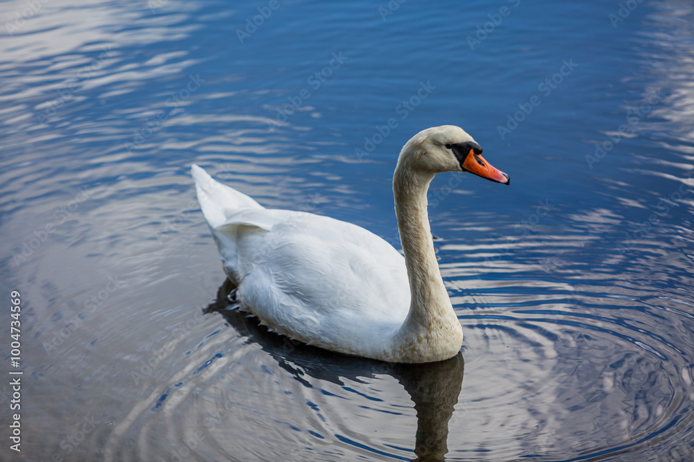 Naklejka premium Lone swan in a river, Image shows a wild swan part of the Anatidae family swimming in the Hamble river on a Autumn's day