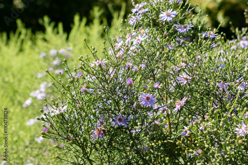 Heartleaf aster or Aster Cordifolius Ideal plant in Saint Gallen in Switzerland photo