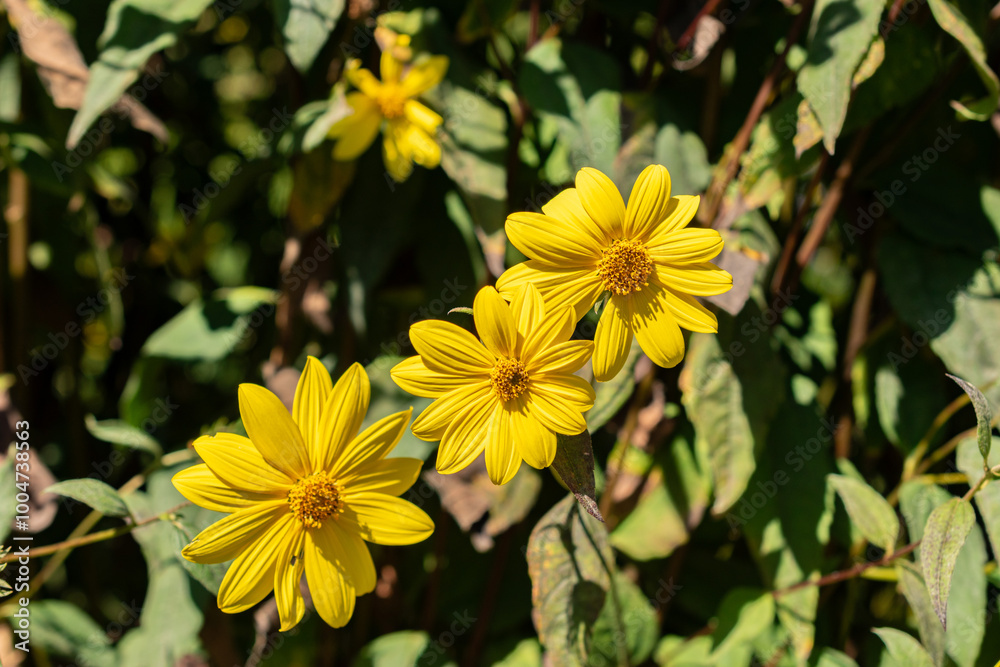 Woodland sunflower or Helianthus Microcephalus plant in Saint Gallen in Switzerland Woodland sunflower or Helianthus Microcephalus plant in Saint Gallen in Switzerland