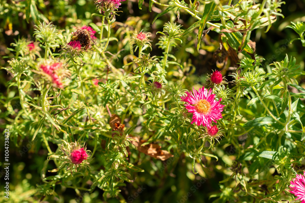New england aster or Aster Novae Angliae Alma Poetschke plant in Saint Gallen in Switzerland