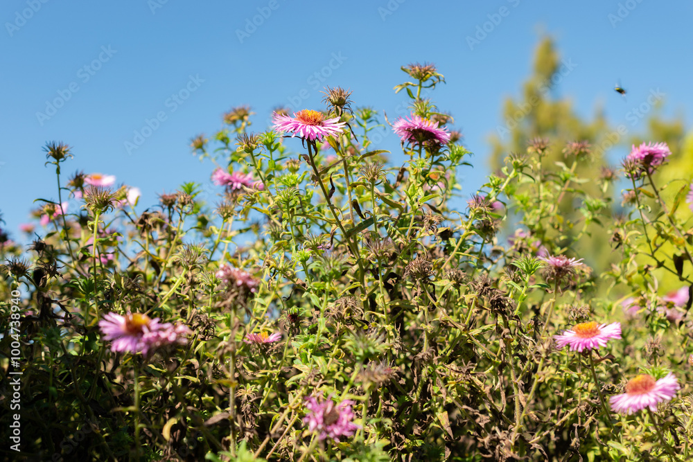 New england aster or Aster Novae Angliae Barrs Pink plant in Saint Gallen in Switzerland