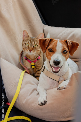 A joyful dog and a curious cat relaxing together in a cozy car seat during a road trip