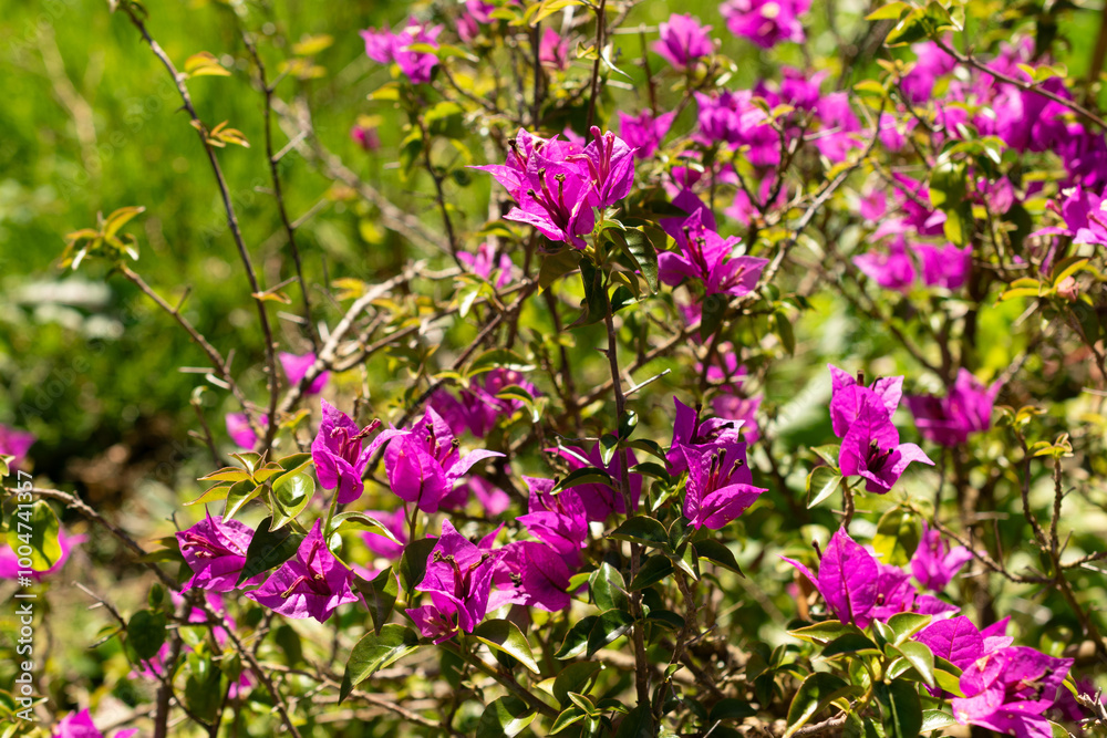Fototapeta premium Bougainvillea X Buttiana plant in Saint Gallen in Switzerland