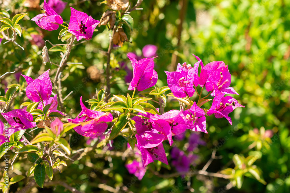 Bougainvillea X Buttiana plant in Saint Gallen in Switzerland Bougainvillea X Buttiana plant in Saint Gallen in Switzerland