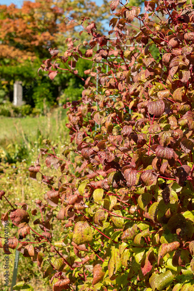 Siberian dogwood or Cornus Alba plant in Saint Gallen in Switzerland Siberian dogwood or Cornus Alba plant in Saint Gallen in Switzerland