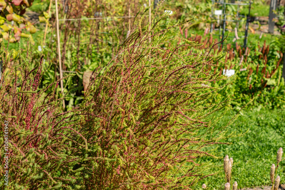 Obraz premium Ragweed or Bassia Scoparia plant in Saint Gallen in Switzerland