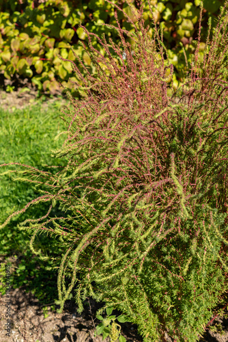 Ragweed or Bassia Scoparia plant in Saint Gallen in Switzerland