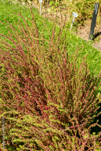 Ragweed or Bassia Scoparia plant in Saint Gallen in Switzerland photo