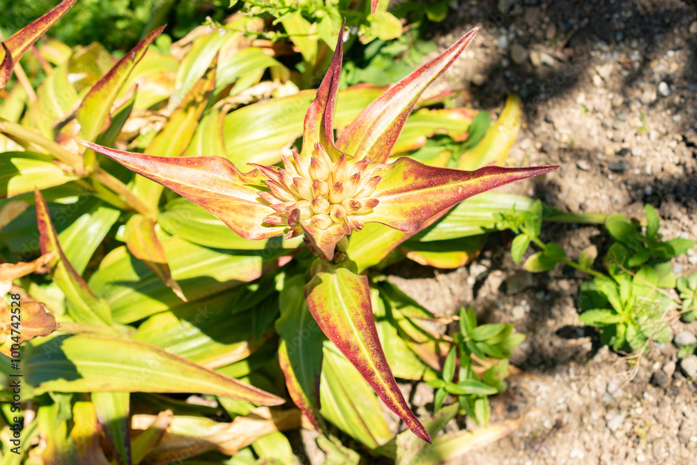 Obraz premium Gentiana Tibetica plant in Saint Gallen in Switzerland