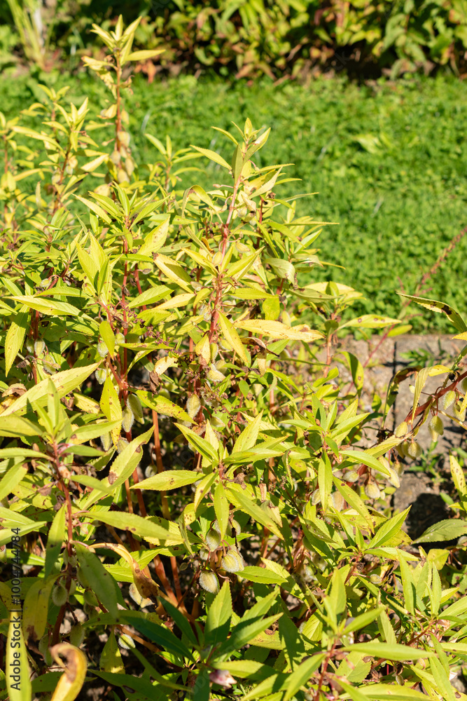 Balsam or Impatiens Balsamina plant in Saint Gallen in Switzerland Balsam or Impatiens Balsamina plant in Saint Gallen in Switzerland