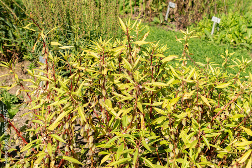 Balsam or Impatiens Balsamina plant in Saint Gallen in Switzerland