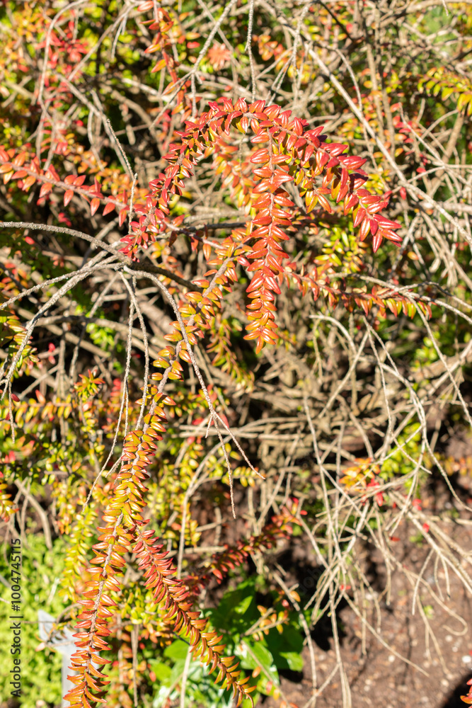 Agapetes Serpens plant in Saint Gallen in Switzerland Agapetes Serpens plant in Saint Gallen in Switzerland