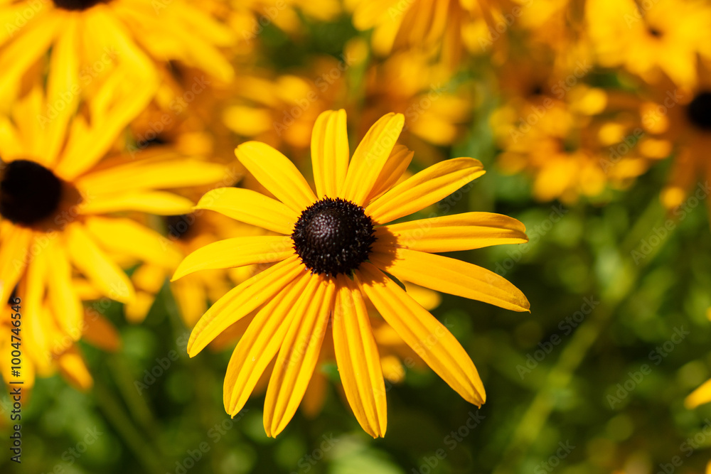 Orange coneflower or Rudbeckia Fulgida Speciosa plant in Saint Gallen in Switzerland Orange coneflower or Rudbeckia Fulgida Speciosa plant in Saint Gallen in Switzerland