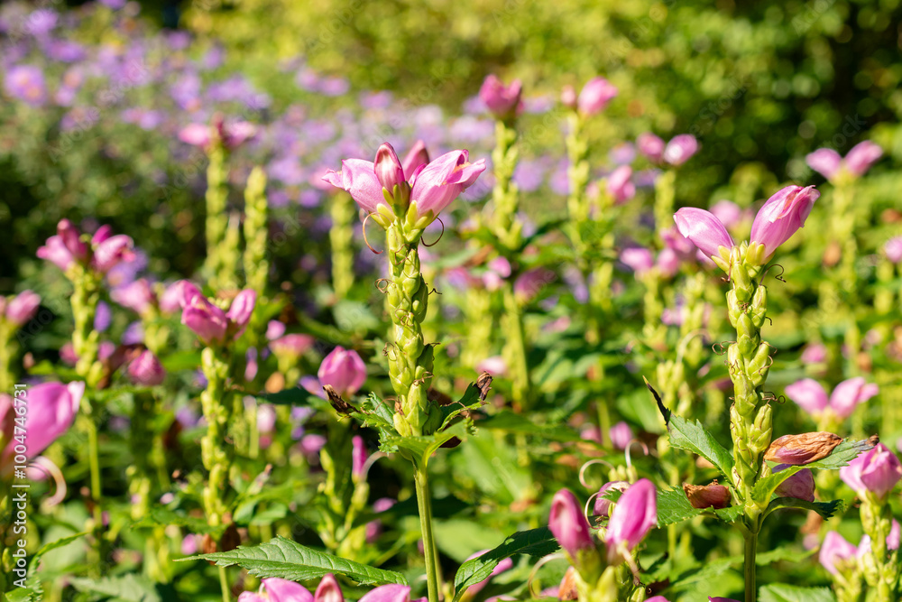 Red turtlehead or Chelone Obliqua plant in Saint Gallen in Switzerland Red turtlehead or Chelone Obliqua plant in Saint Gallen in Switzerland