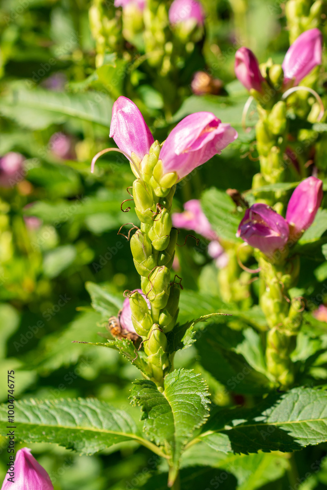Red turtlehead or Chelone Obliqua plant in Saint Gallen in Switzerland Red turtlehead or Chelone Obliqua plant in Saint Gallen in Switzerland