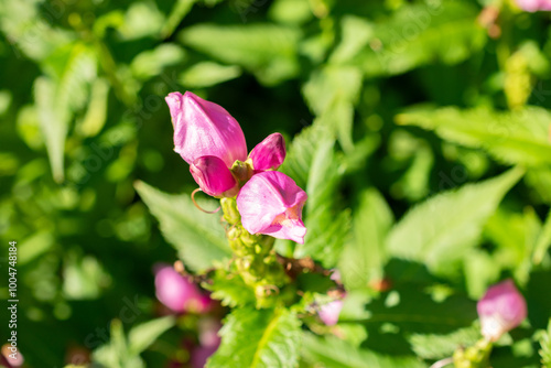 Red turtlehead or Chelone Obliqua plant in Saint Gallen in Switzerland