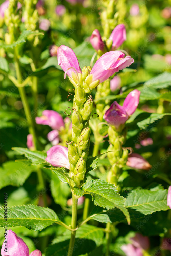Red turtlehead or Chelone Obliqua plant in Saint Gallen in Switzerland