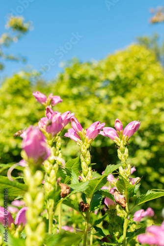 Red turtlehead or Chelone Obliqua plant in Saint Gallen in Switzerland photo