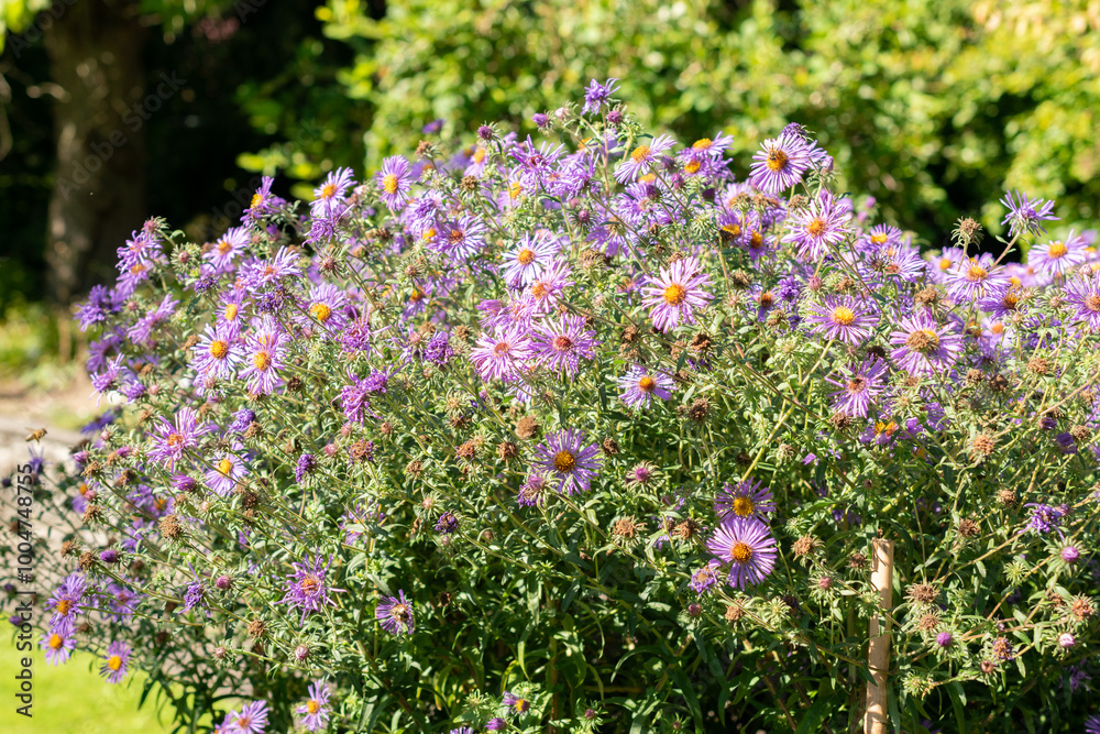 Aster Novae Angliae plant in Saint Gallen in Switzerland Aster Novae Angliae plant in Saint Gallen in Switzerland