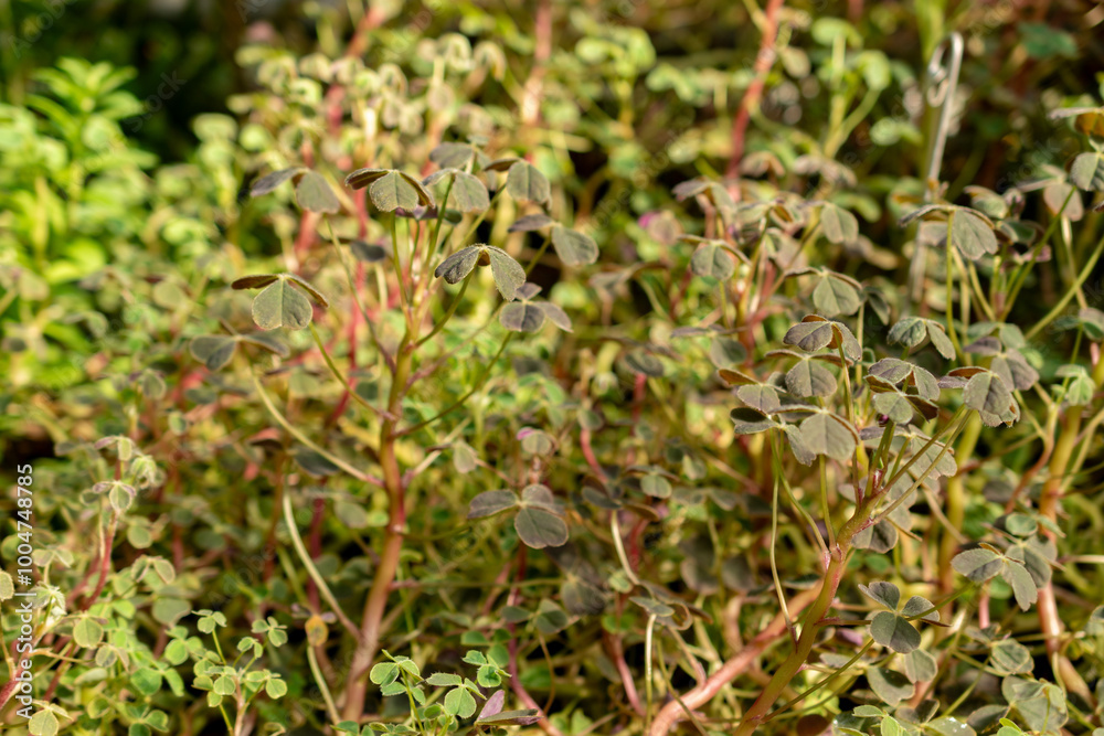 Uqa or Oxalis Tuberosa plant in Saint Gallen in Switzerland Uqa or Oxalis Tuberosa plant in Saint Gallen in Switzerland