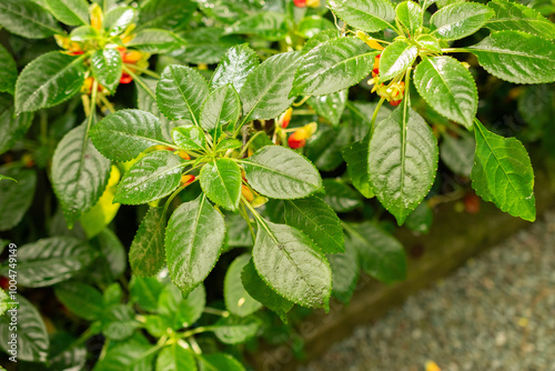 Congo cockatoo or Impatiens Niamniamensis plant in Saint Gallen in Switzerland photo