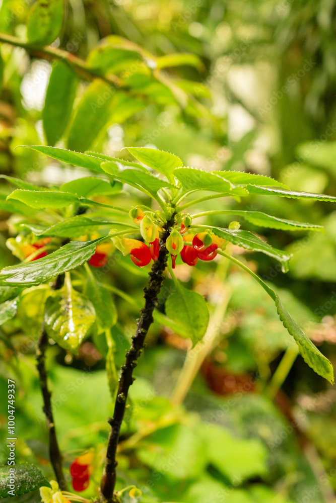 Congo cockatoo or Impatiens Niamniamensis plant in Saint Gallen in Switzerland Congo cockatoo or Impatiens Niamniamensis plant in Saint Gallen in Switzerland