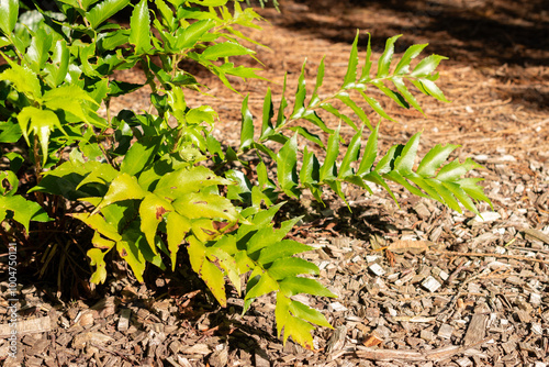 House holly fern or Cyrtomium Falcatum plant in Saint Gallen in Switzerland photo