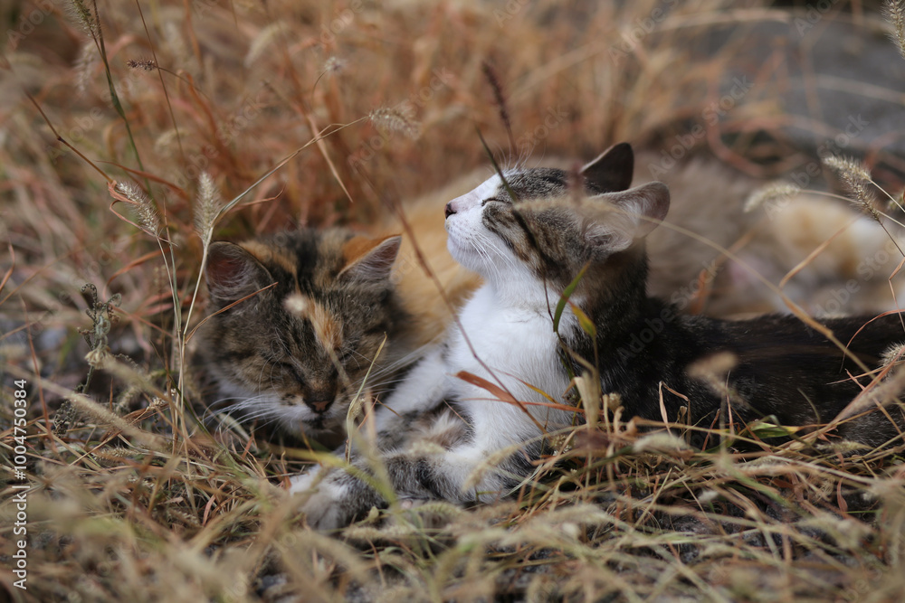 An adult tabby cat and a small gray kitten are resting in the autumn grass. An adult tabby cat and a small gray kitten are resting in the autumn grass.