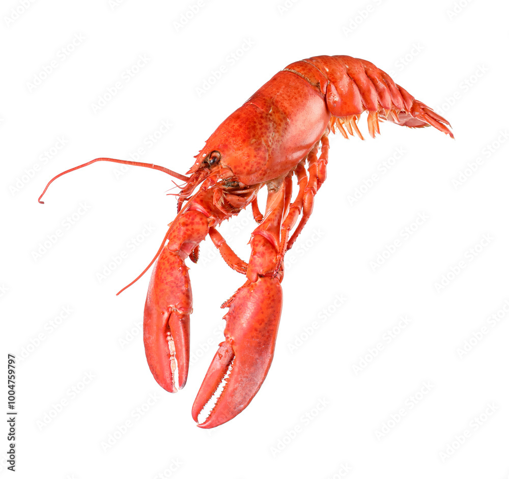 One red lobster isolated on white. Sea food One red lobster isolated on white. Sea food