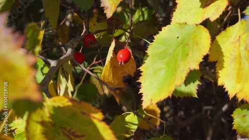 Red rosehip fruit on a shrub with autumn yellow leaves, fluttering, swaying in the wind. October. Close-up, natural background.