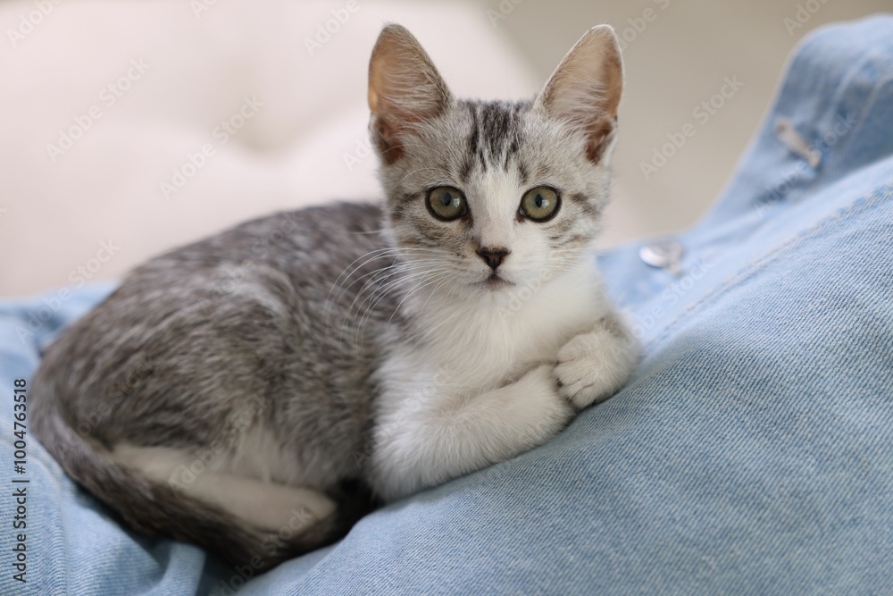 Cute kitten lying on man's lap indoors, closeup Cute kitten lying on man's lap indoors, closeup