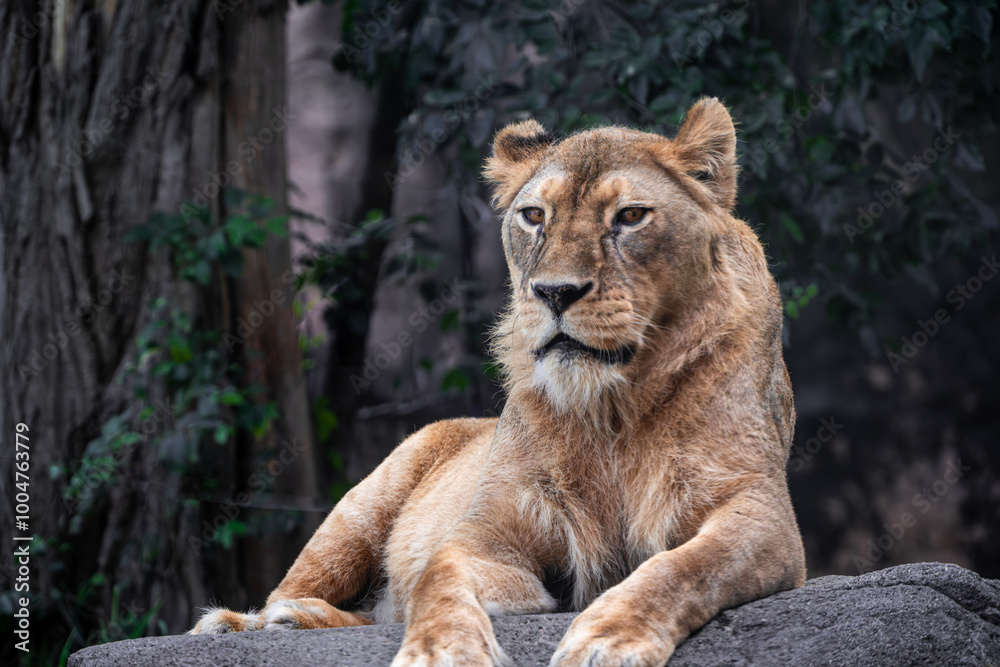 Fototapeta premium portrait of a lion