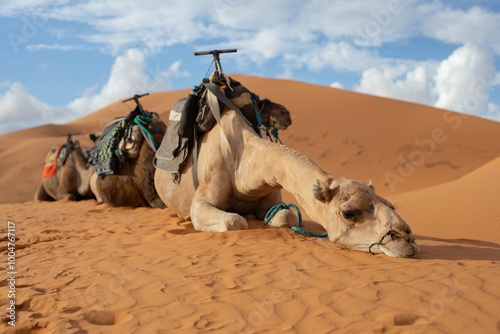 Obraz w ramie Camel Sleeps