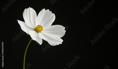 Delicate white flower on black background, beautifully illuminated, close up, photography art, nature concept