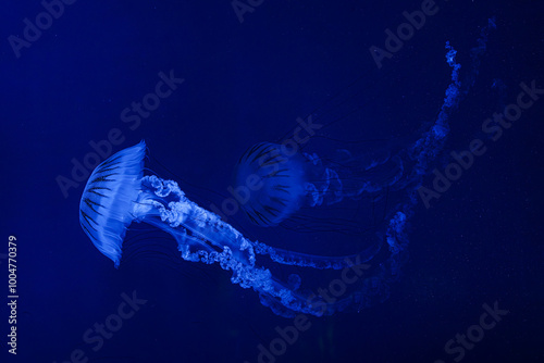 Jellifish South american sea nettle, Chrysaora plocamia swimming in aquarium tank with blue neon illumination. Aquatic organism, animal, undersea life, biodiversity photo