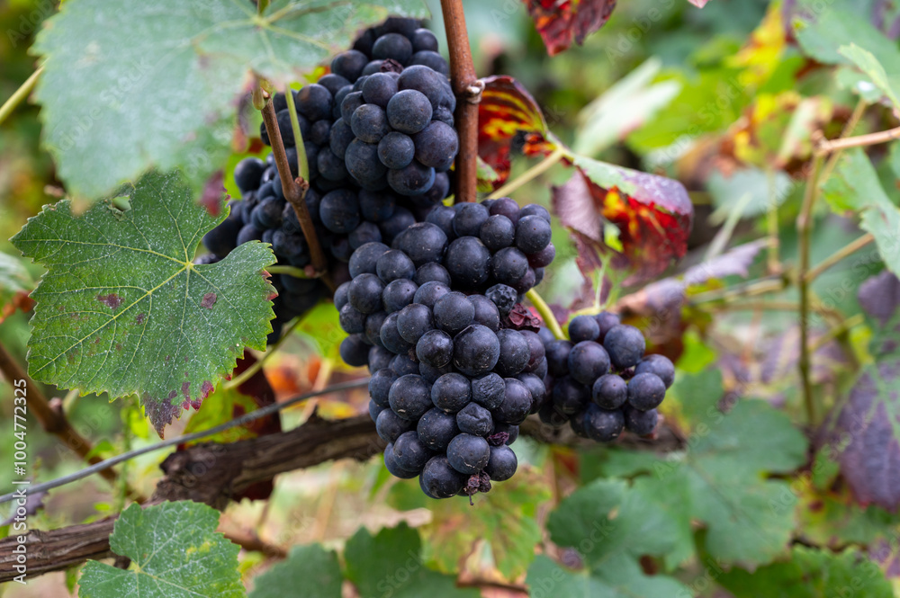 Ripe clusters of pinot noir grapes at autuimn on grand cru champagne vineyards during harvest time in villages Ambonnay and Bouzy, Champange, France Ripe clusters of pinot noir grapes at autuimn on grand cru champagne vineyards during harvest time in villages Ambonnay and Bouzy, Champange, France