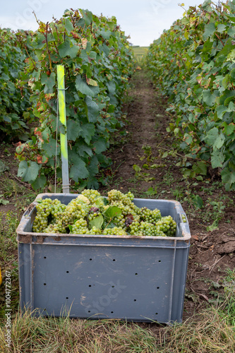 Harvest on grand cru vineyards near Ambonnay and Bouzy, region Champagne, France. Cultivation of white chardonnay wine grape, plastic boxes with cutted grape clusters photo