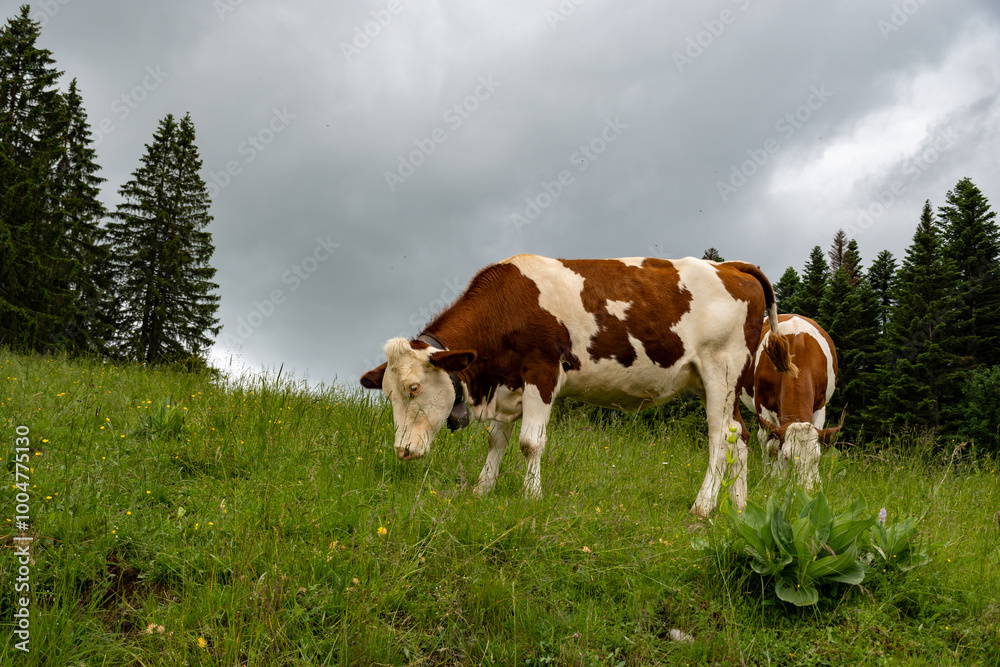 Producing of wheels of Comte cheese in lower Jura, France, Montbeliards or French Simmental cows herd grazing grass on green pasture in summer months Producing of wheels of Comte cheese in lower Jura, France, Montbeliards or French Simmental cows herd grazing grass on green pasture in summer months