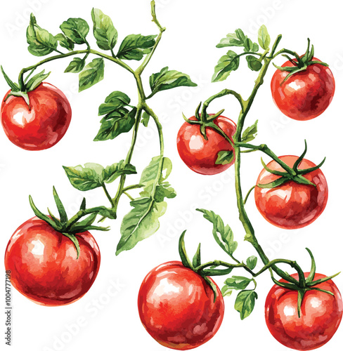 set of tomatoes isolated, vector set, illustration