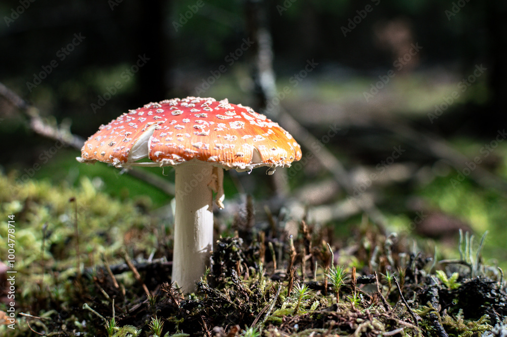 Close-up of a striking red Amanita mushroom surrounded by forest foliage. Captures the beauty and diversity of wild fungi in their natural habitat Close-up of a striking red Amanita mushroom surrounded by forest foliage. Captures the beauty and diversity of wild fungi in their natural habitat