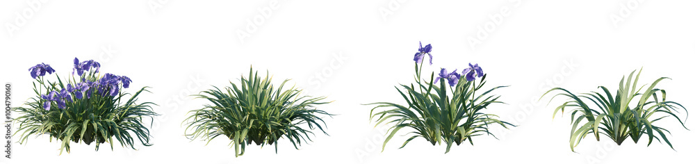 Set of frontal Iris tectorum (known as roof iris, Japanese roof iris and wall iris) isolated png on a transparent background perfectly cutout high resolution Set of frontal Iris tectorum (known as roof iris, Japanese roof iris and wall iris) isolated png on a transparent background perfectly cutout high resolution